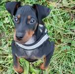 Gibt es noch mehr Manchester Terrier hier?-Beitrag-Bild