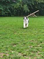 Hundeauslaufgebiet-Landal Hundparcours-Bild