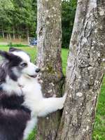 Hundeauslaufgebiet-Landal Hundparcours-Bild