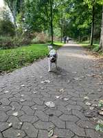 Hundeauslaufgebiet-Rheinanlagen-Bild