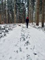 Hundeauslaufgebiet-Sachsenrieder Forst-Bild