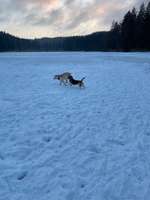 Hundeauslaufgebiet-Sachsenrieder Forst-Bild