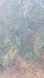 Hundeauslaufgebiet-Schlangenbusch-Bild