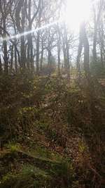 Hundeauslaufgebiet-Schlangenbusch-Bild