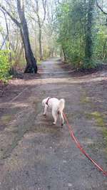 Hundeauslaufgebiet-Schlangenbusch-Bild