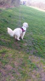 Hundeauslaufgebiet-Schlangenbusch-Bild