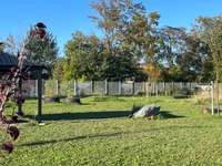 Hundeauslaufgebiet-Industriestraße-Bild