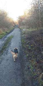 Hundeauslaufgebiet-Pfingstanger-Bild