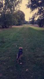 Hundeauslaufgebiet-Pfingstanger-Bild