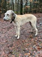 Hundeauslaufgebiet-Hundewald Trappenkamp-Bild