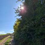 Hundeauslaufgebiet-Dippolidswalde Runde-Bild