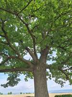 Hundeauslaufgebiet-Babisnauer Pappel-Bild