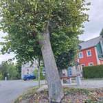 Hundeauslaufgebiet-Parkplatz an der Talsperre Lehnmühle Richtung Amelsdorf-Bild