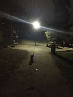 Hundeauslaufgebiet-Hundezone Türkenschanzpark 2-Bild