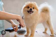 Fellschnitt unseres Zwergspitz Krümel-Beitrag-Bild