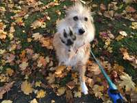 Podengo português (-Mischlinge) Gibt es noch mehr dieser schönen Rasse hier?-Beitrag-Bild