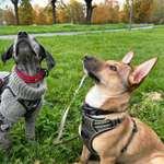 Hundeauslaufgebiet-Biermannplatz-Bild