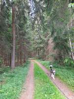 Hundeauslaufgebiet-Ehemaliges Munitionslager Neuendettelsau (Muna)-Bild