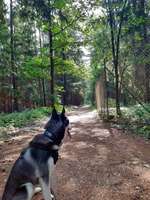 Hundeauslaufgebiet-Ehemaliges Munitionslager Neuendettelsau (Muna)-Bild