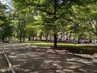 Hundeauslaufgebiet-Wiese am Gollierpark-Bild