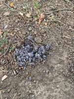 Giftköder-Beitrag-Bild