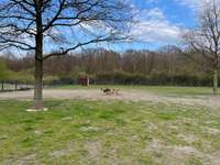 Hundeauslaufgebiet-Im Landschaftspark-Bild