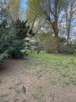 Hundeauslaufgebiet-Südring-Bild