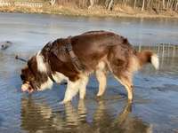 Hundeauslaufgebiet-Militärlöschsee-Bild