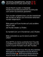 Suchmeldung-Ganze Beagle & Beagle-Harrier Meute-Bild