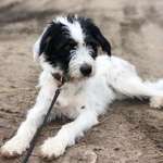 Ersteller:in Hund Profilbild