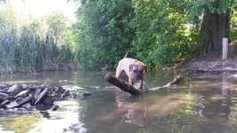 Hundeauslaufgebiet-Forst Jungfernheide-Bild