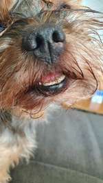 Plötzlich verstorbener Hund-Beitrag-Bild