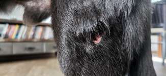 Angeblich ein Abszess-Beitrag-Bild