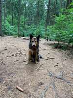 Hundeauslaufgebiet-Hundewald Christianslust-Bild