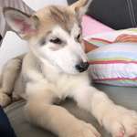 Ersteller:in habib Profilbild