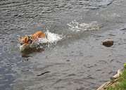 Hundeauslaufgebiet-Hattingen-Bild