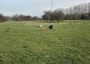 Hundeauslaufgebiet-Hattingen-Bild