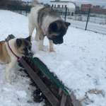 Hundeauslaufgebiet-Hundewiese am Tennisplatz-Bild