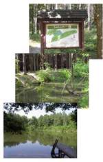 Hundeauslaufgebiet-Werdauer Wald-Bild