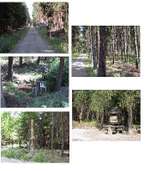 Hundeauslaufgebiet-Werdauer Wald-Bild