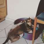 Geschwistersuche Papenburg-Beitrag-Bild