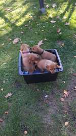 Geschwistersuche Papenburg-Beitrag-Bild