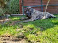 Noch mehr Old English Mastiffs hier?-Beitrag-Bild