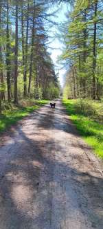 Hundeauslaufgebiet-Trift in Vrees-Bild