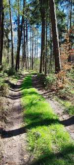 Hundeauslaufgebiet-Trift in Vrees-Bild