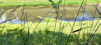 Hundeauslaufgebiet-Am Haseufer-Bild