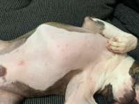 Pickel/Pusteln am Körper-Beitrag-Bild