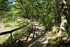 Hundeauslaufgebiet-Rundgang Aussichtspunkt Rotenfels-Bild