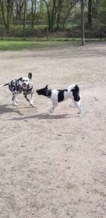 Hundeauslaufgebiet-Im Landschaftspark-Bild