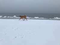 Hundeauslaufgebiet-Bliesdorf-Bild